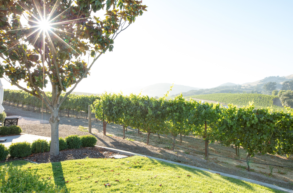 城堡 (The Chateau)