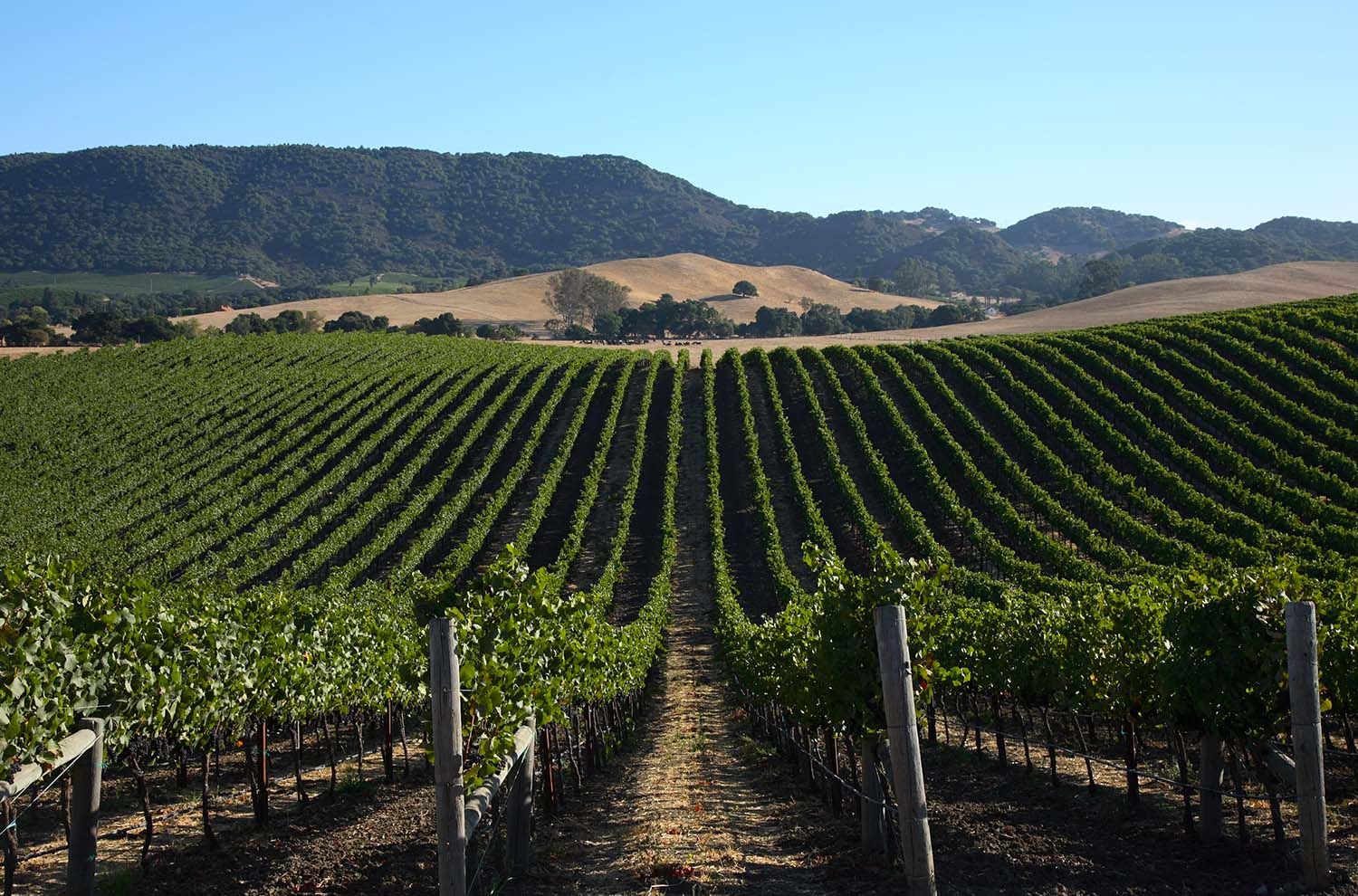 Domaine Carneros Vineyard 