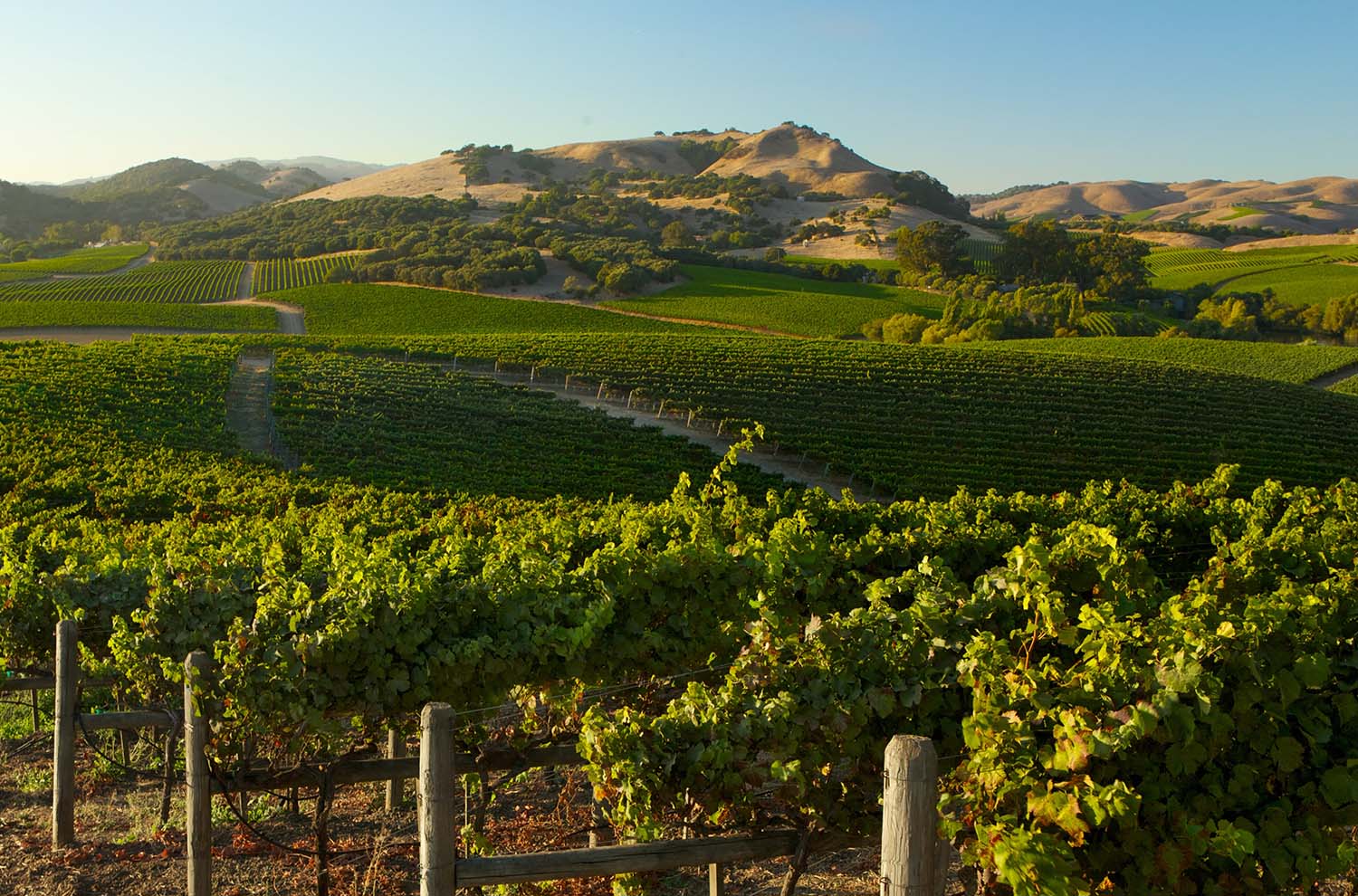 Vineyards and Carneros Hills