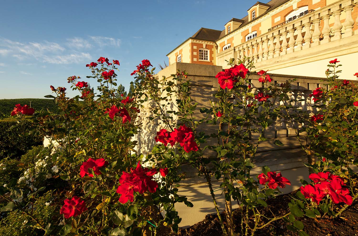Red roses with the Chateau Terrace Steps