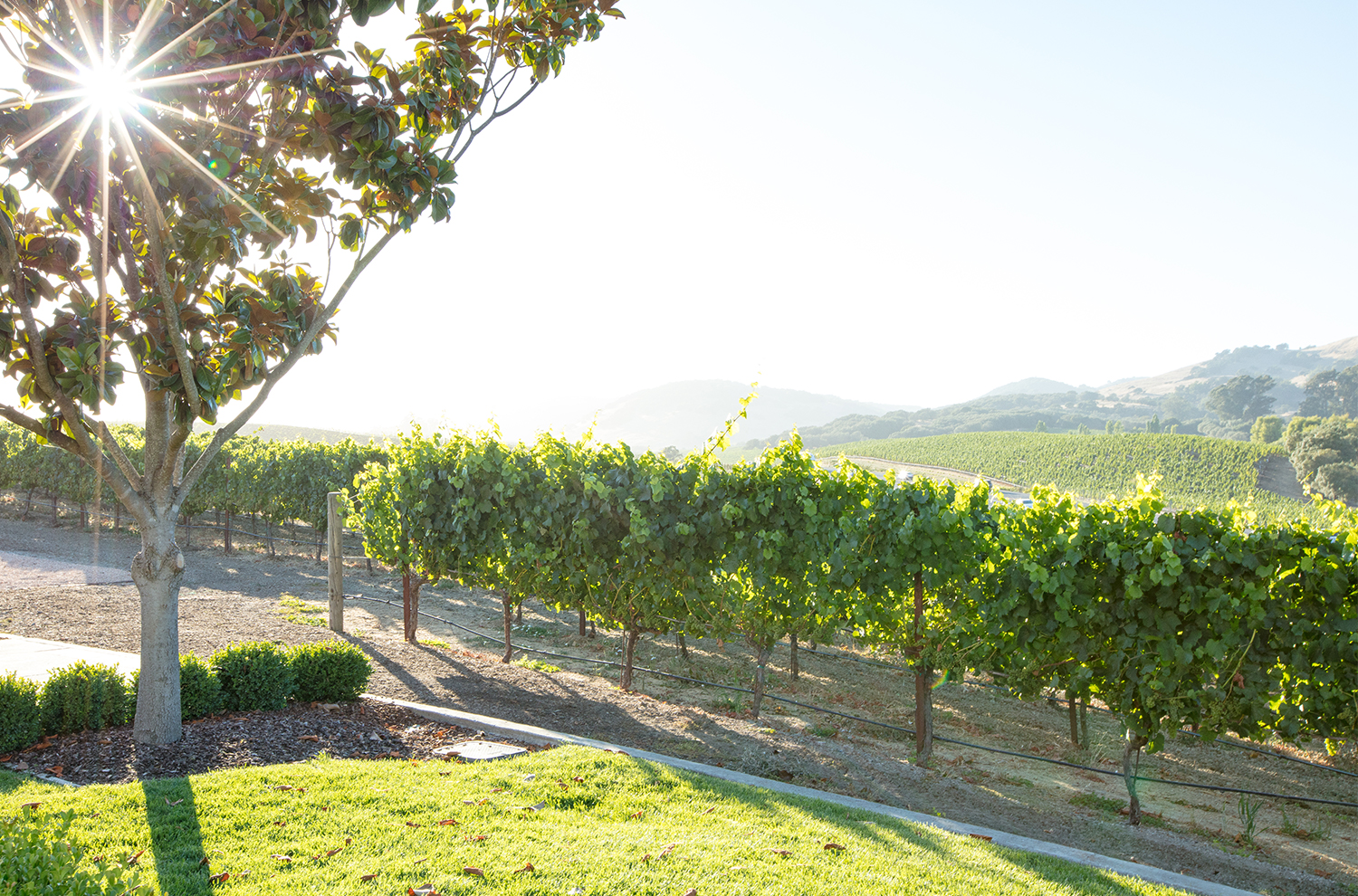 Domaine Carneros Vineyard