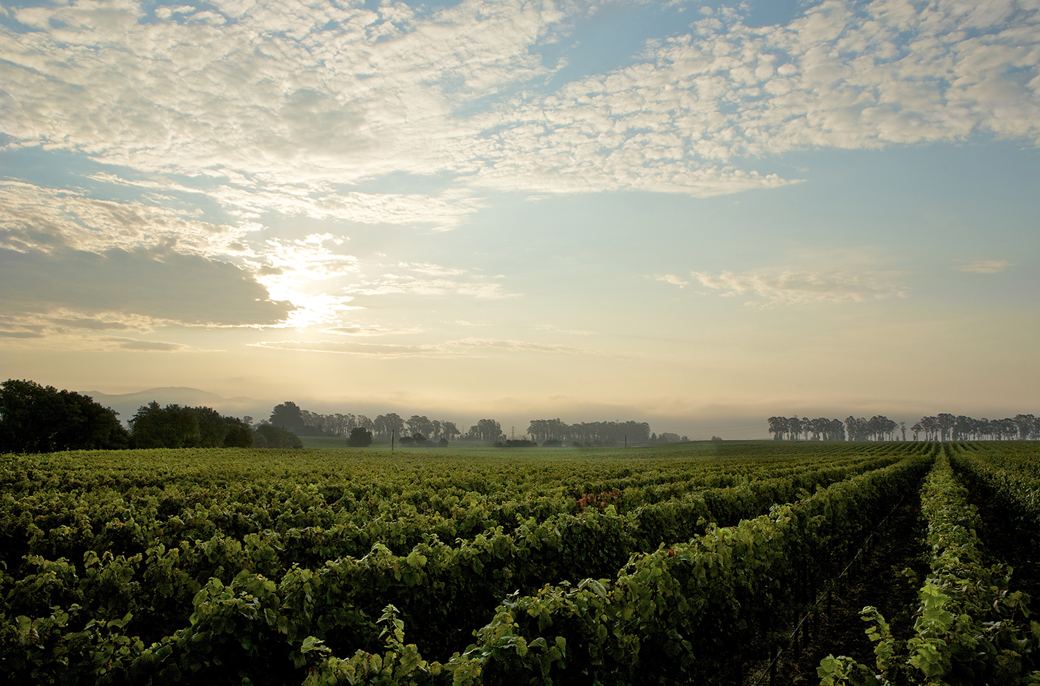 Pompadour Vineyard