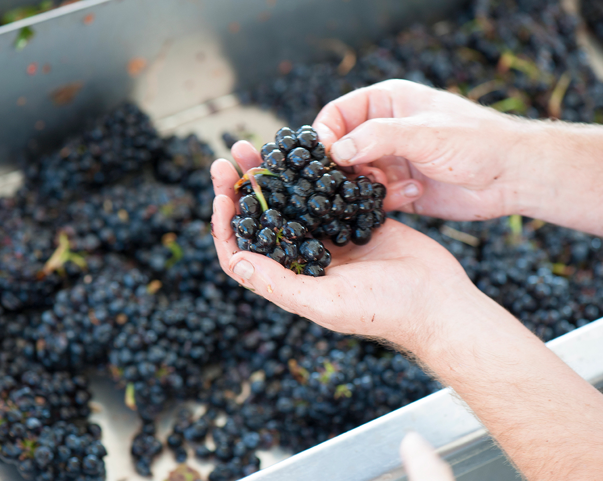 Hand holding grapes 