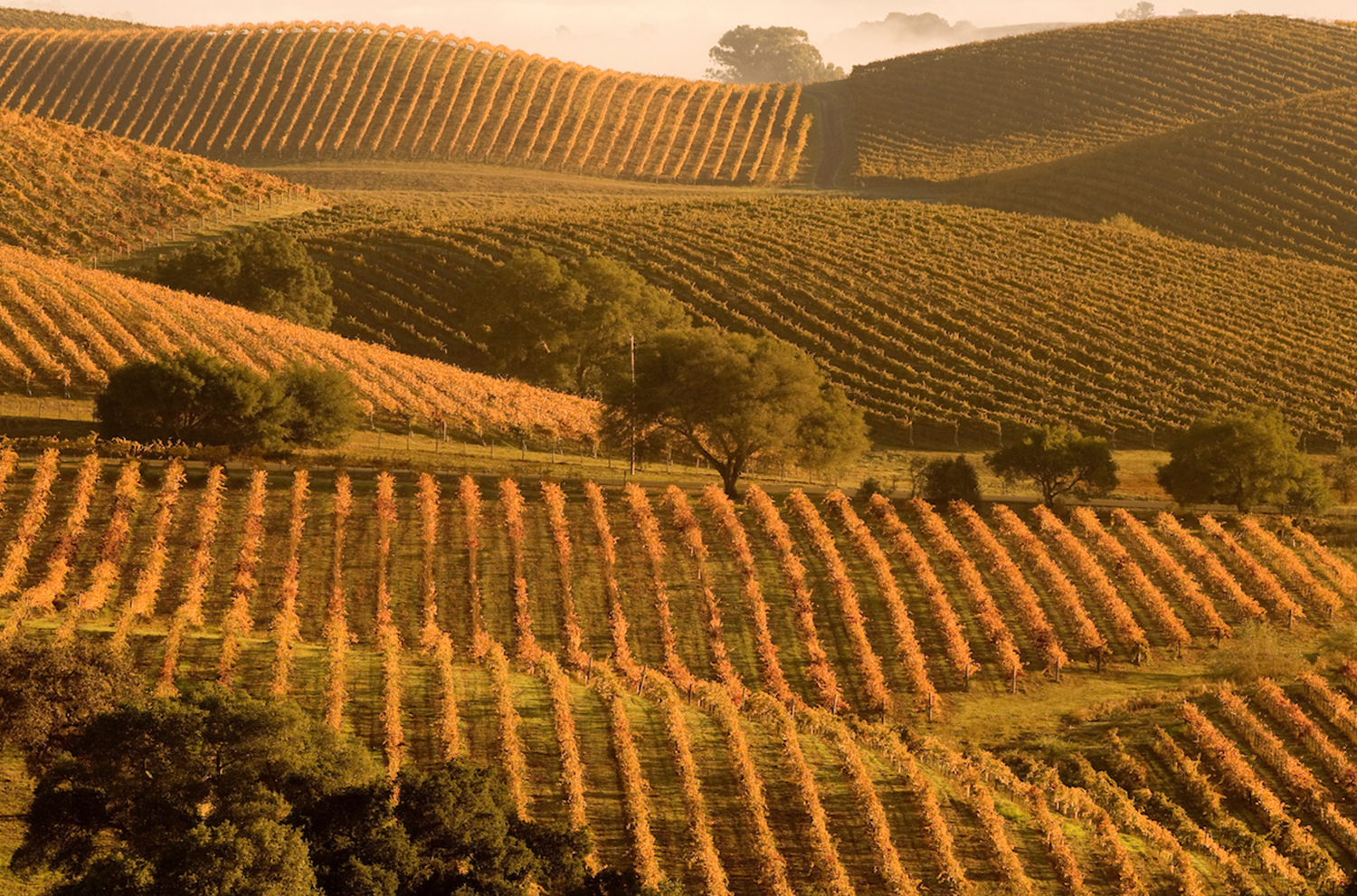Fall Vineyards in Carneros 