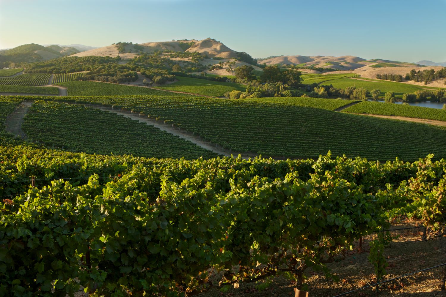 Carneros Vineyards